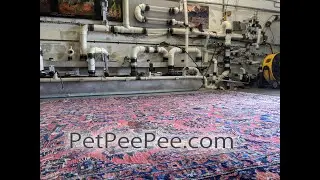 Natural Color ORIENTAL RUG CLEANING FROM URINE ODOR | BY THE PetPeePee company