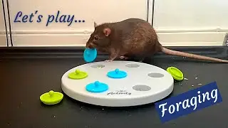 PET RATS - New Foraging Toy