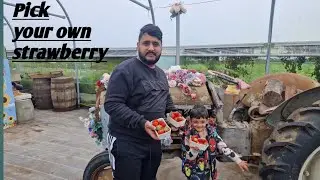 Trip to Strawberry farms in England/ Kenyon Hall Farm #vagetablegarden #strawberryfarm #familyvlog