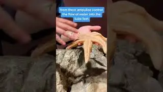 Есть ли у морской звезды кровь? Эксперт из Аквариума Новой Англии объясняет. #биология #морскиезв...