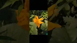 GCam 8.8 , awb on/off , SmartScreenRecord