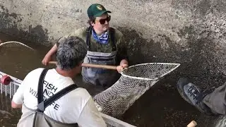 Here's what happened to those rotting salmon next to $6.3 million fish restoration project
