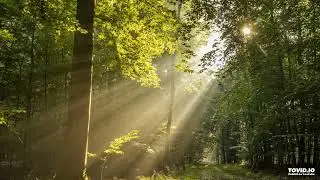 Solar Coaster - Over the trees