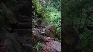 Into The Jungle Hiking #RelaxingNatureVideos #TravelSceneryKJ