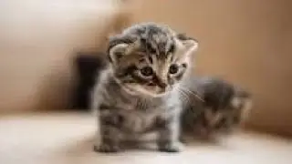Funny cat and kitten meowing compilation and confus your pet  doja cat funny cat videos cat videos