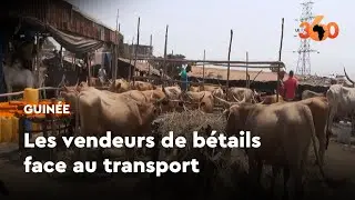 Guinée : les vendeurs de bétails confronté aux difficultés du transport interurbain