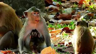 Mom monkey keeps grooming and lets her baby monkey playing so happy
