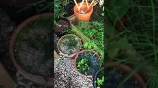 Some of my hibernating butterflies and plants