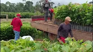 Esse é o procedimento da planta do cacau