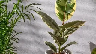 Gardening with Priyanka🪴🌺 is live!🌷🌷🌿🌿