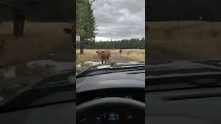 Free Range BC Cattle #Cows #wildwest #nature