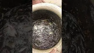 Desi shing fish catching by net