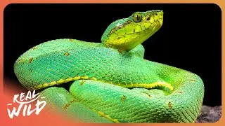 Searching For The World's Most Venomous Snakes