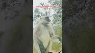 Jungle Safari-2🐒🐒 #monkey #fun #jungle #animal #shorts #youtubeshorts #reels #vlog