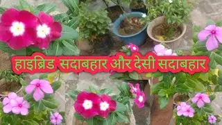 How to Grow & care Hybrid vinca  I Sadabahar Plant care I टॉप पैरामानेंट ग्रीष्मकालीन फूल का पौधा