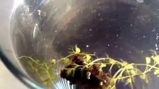 Utricularia reflexa catches 3 mosquito larvae!