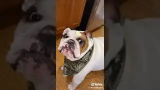 &ldquo;Butter dog, the dog with the butter&rdquo; VIRAL TIKTOK