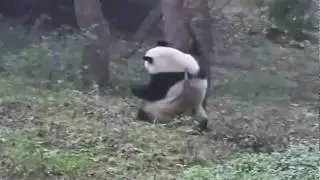 Panda Dance Fail