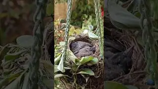 A Tiny Nest Full of Love ❤️🐦&zwj;⬛ #cute #birds #beautiful
