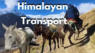 Himalayan Transport || Horse || Donkey ||