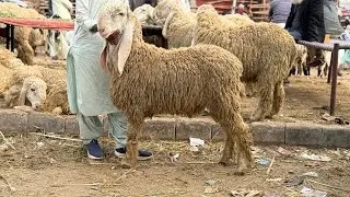 Tuesday Update Desi Sindhi Chatre Lahore Mandi Shahpur Kanjra Qurbani 2026 
