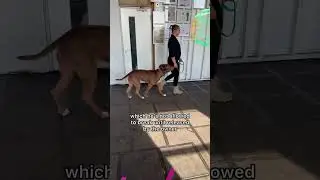 Hefty Reactive XL Bully!