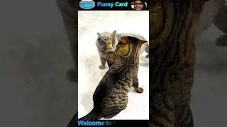 funny cat and dog videos #cat #dog #funny #shorts #funnycats #funnydogs #funnypets #viral