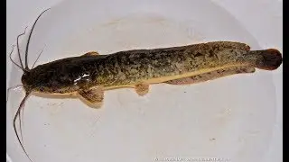 Artificial reproduction of the african Catfish
