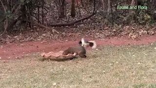 PLUSH-CRESTED JAY chasing to AGOUTI  (CYANOCORAX CHRYSOPS), GRALHA-PICA&Ccedil;A, (DASYPROCTA AGUTI).