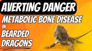Averting Danger Metabolic Bone Disease in Bearded Dragons
