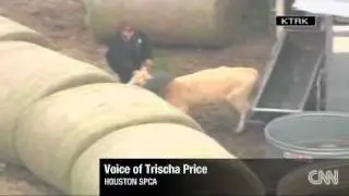 !!DOG GETS MUGGED FOR HIS COAT/TIRE STUCK ON COWS HEAD!!