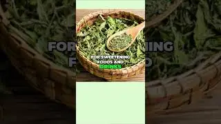 Grow Stevia All Year-Round!