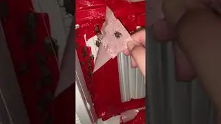 Stink Bugs Infest Air Conditioner || ViralHog