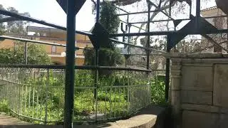 Hippocrates Tree