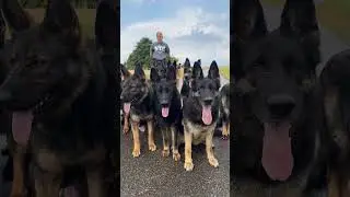 Einer bleibt zur&uuml;ck #germanshepherd#short#ohneleine#hunde