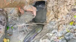 Hand Fish Catching | Big Catfish Catching From Deep Fish-Hole