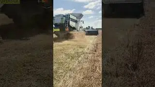 #claas #rageagainstthemachine #funk #clover #clovergold #harvesting #claaslexion #nz #8800 #macdon