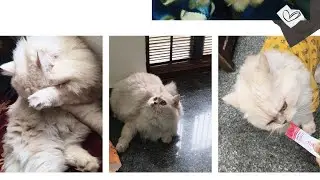 My furry cat first' vlog guys😺#cat #viral#catvideos#viral#youtubevideo#vlog