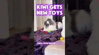 Kiwi The Pomeranian Mini Gets New Squeaky Toys | Best Small Dog Toys 🐾🎾