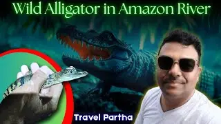Alligator in Amazon River // Amazon alligator Video 2025 // Wild life Experiences 
