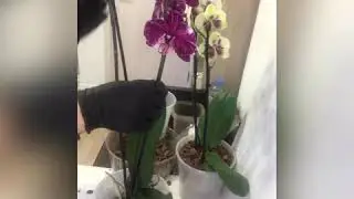 Посадка орхидей в горшки Арте