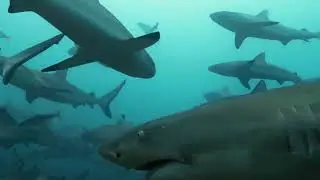The United Nations Fish Stocks Agreement