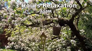 ASMR Garden Relaxation | Apple Tree in Bloom with Birds, Wind & Rain (3 Hours)