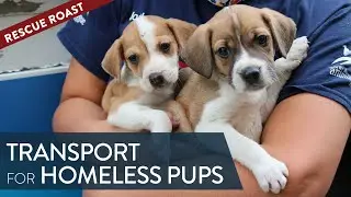 Last Chance to Support Humane Relocation with Rescue Roast