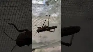 Animals pet Grasshopper Grasshopper Pet Tricks! Yes, Really 😲🦗 #BugTricks #InsectFun
