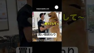 パパの抱っこで帰る大型犬　#ゴールデンレトリバー #大型犬　#犬　#かわいい犬 #面白い