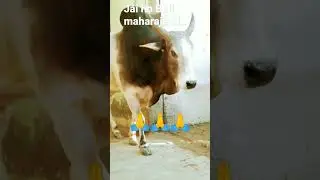 Big Bull #desi #indian #bull #shorts