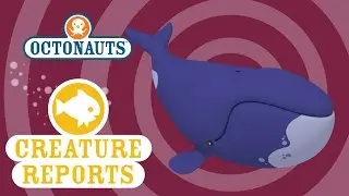 Octonauts - Creature Report: Bowhead Whales 🐳 | Sea Education for Kids
