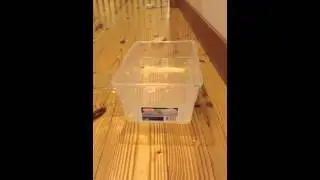 Rat extreme pea fishing
