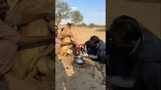 هذا هو الكفاح الفريد الذي يخوضه كل هؤلاء الناس لإنقاذ الجمل